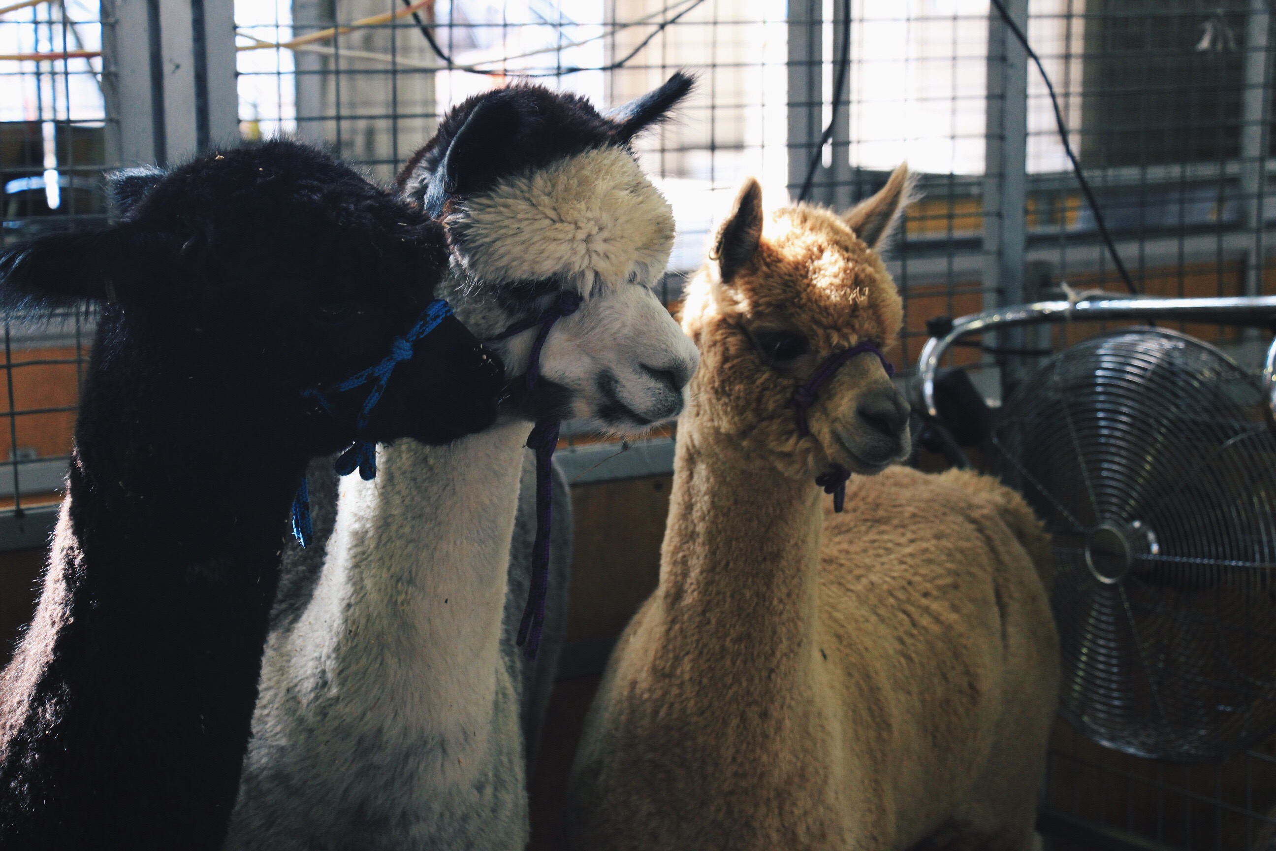 alpaca