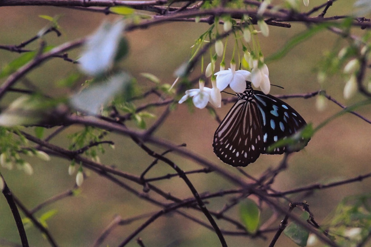 butterfly