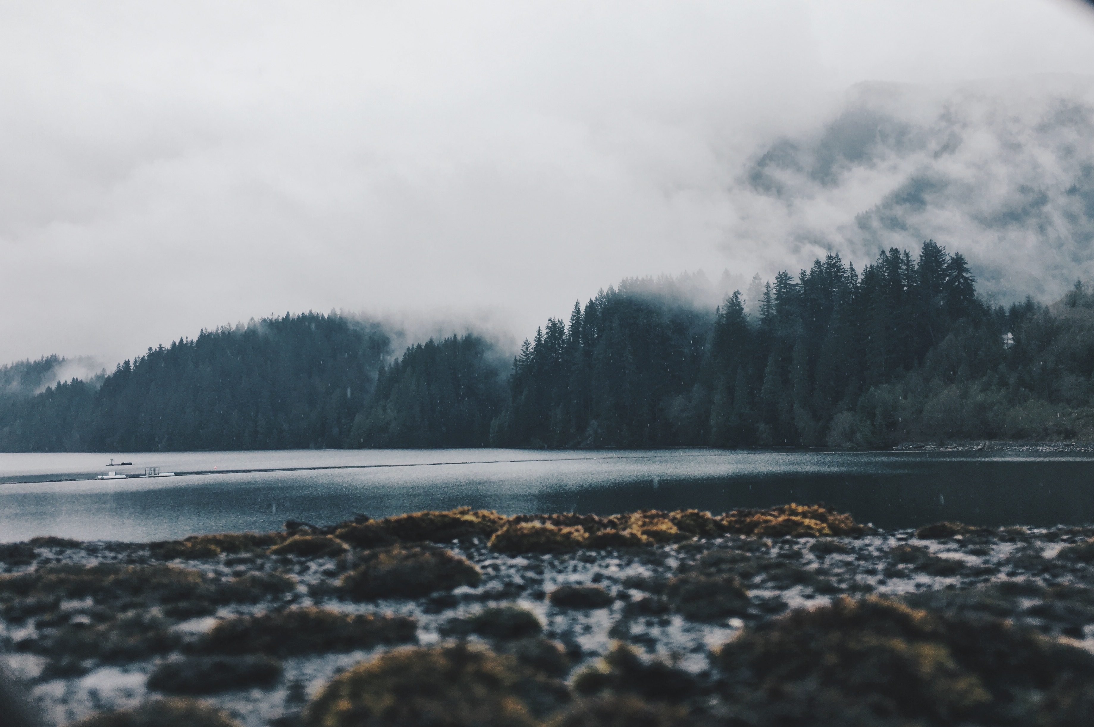 forest