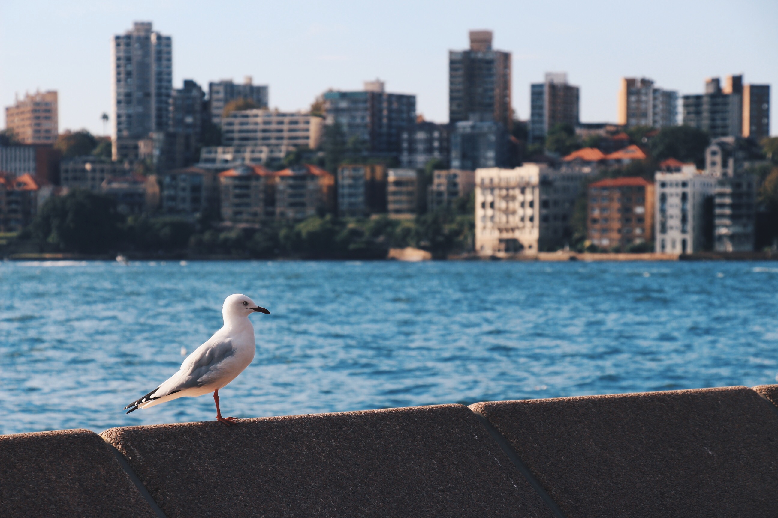 seagull