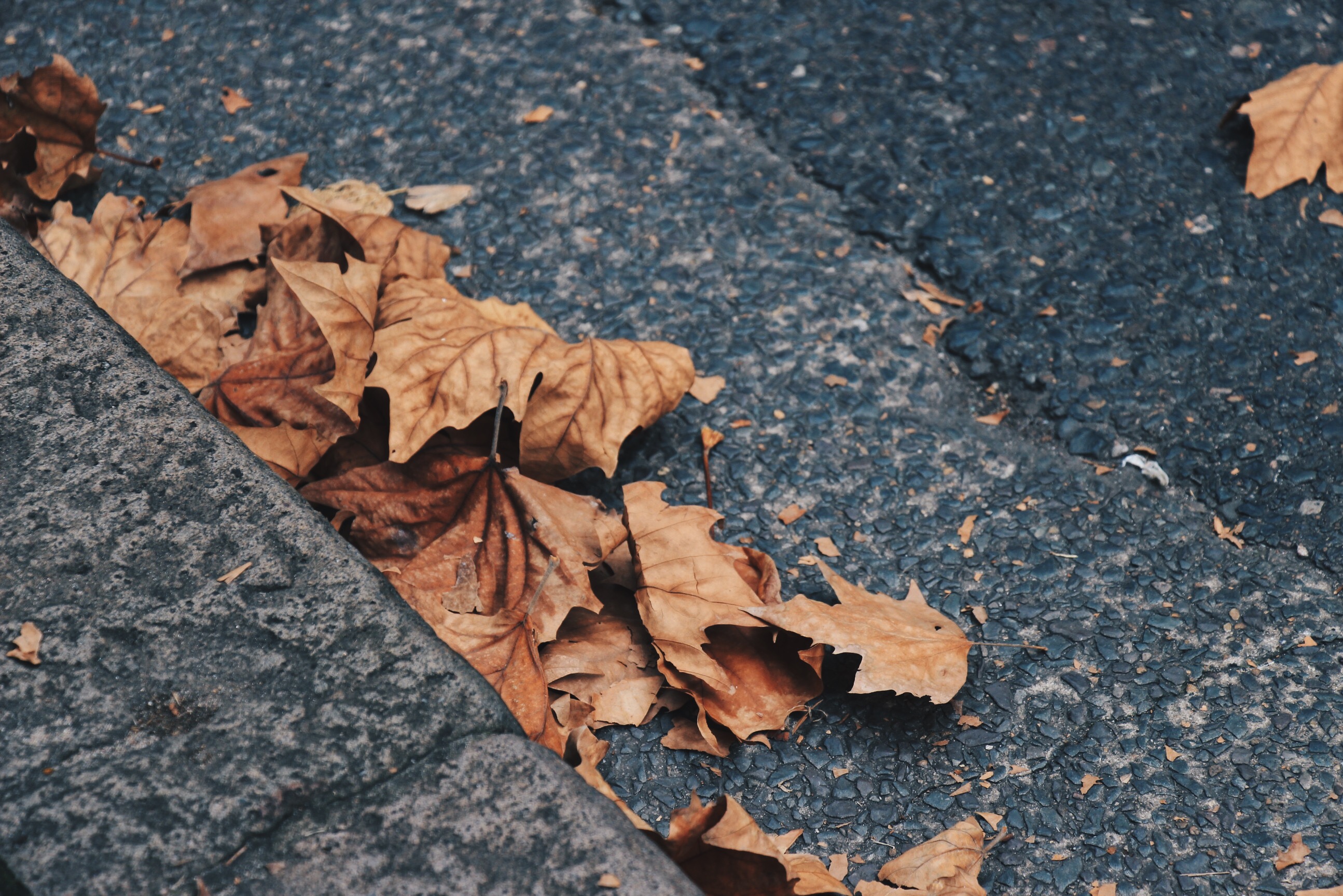 leaves