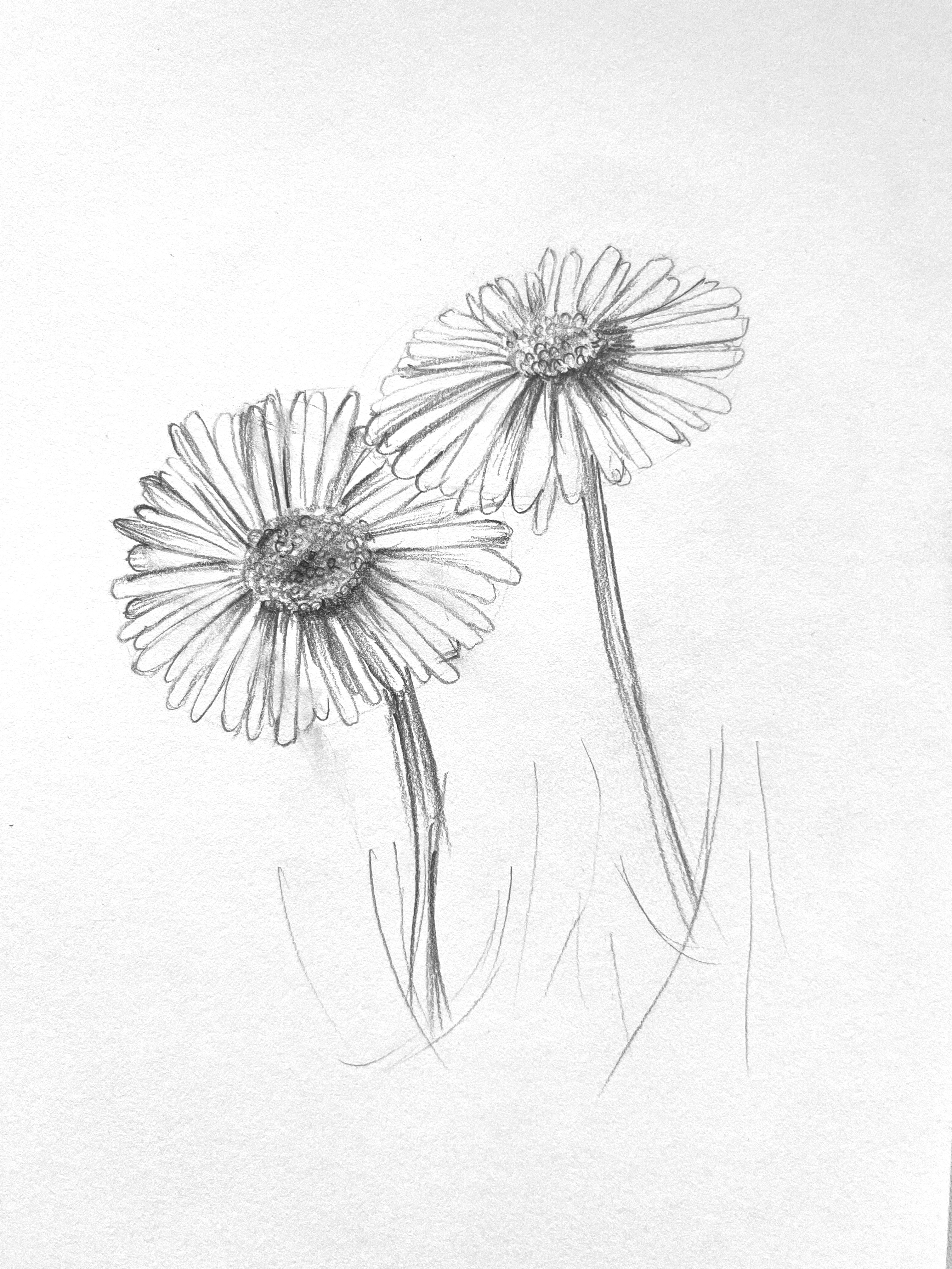 Graphite Flower Sketch