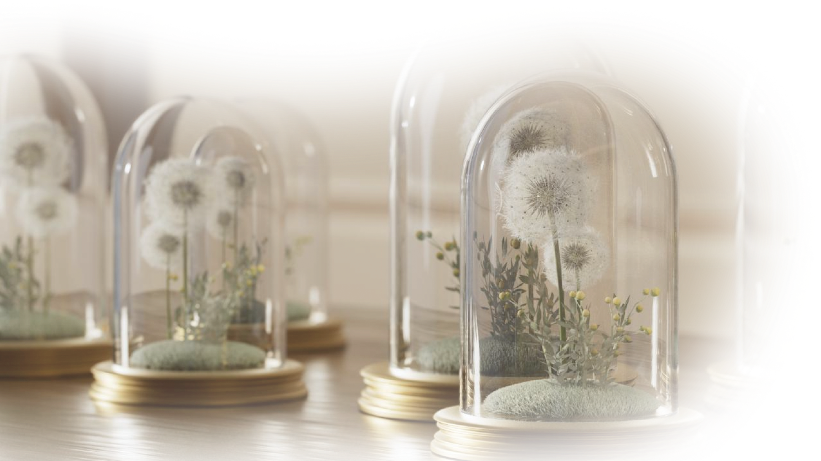 dandelion